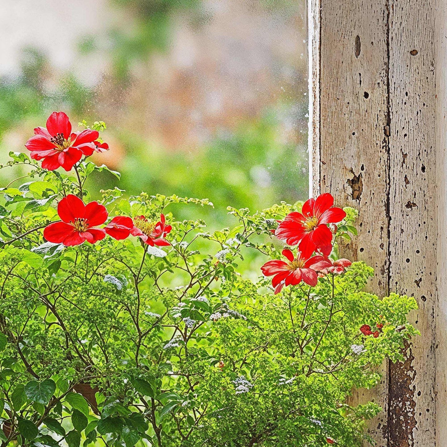 Cottage window with vintage wooden frame and vibrant potted flowers, creating a rustic, serene atmosphere.