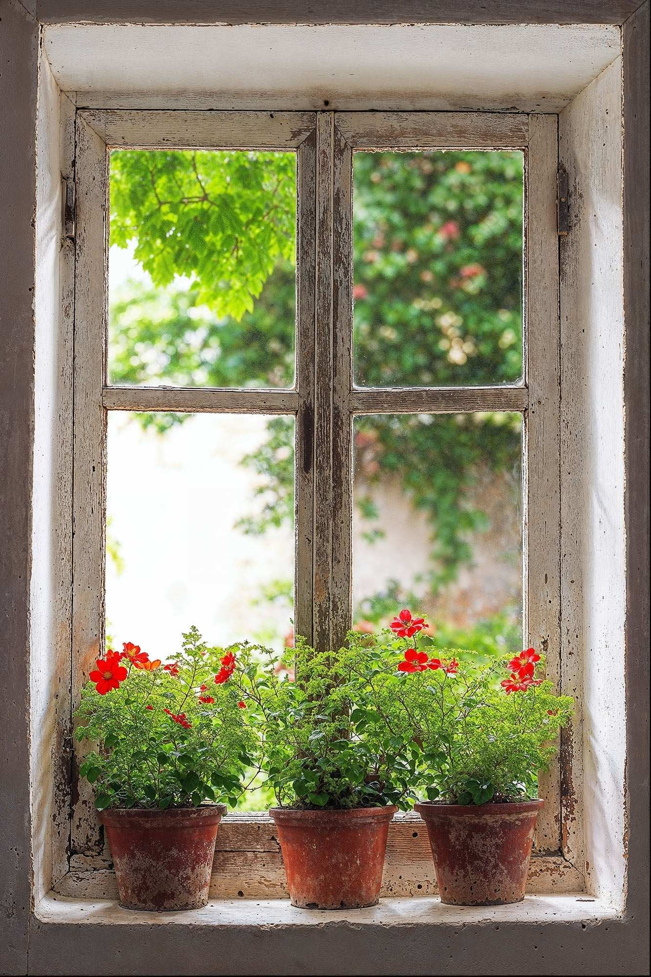 Vintage wooden window with potted flowers, serene cottage backdrop.